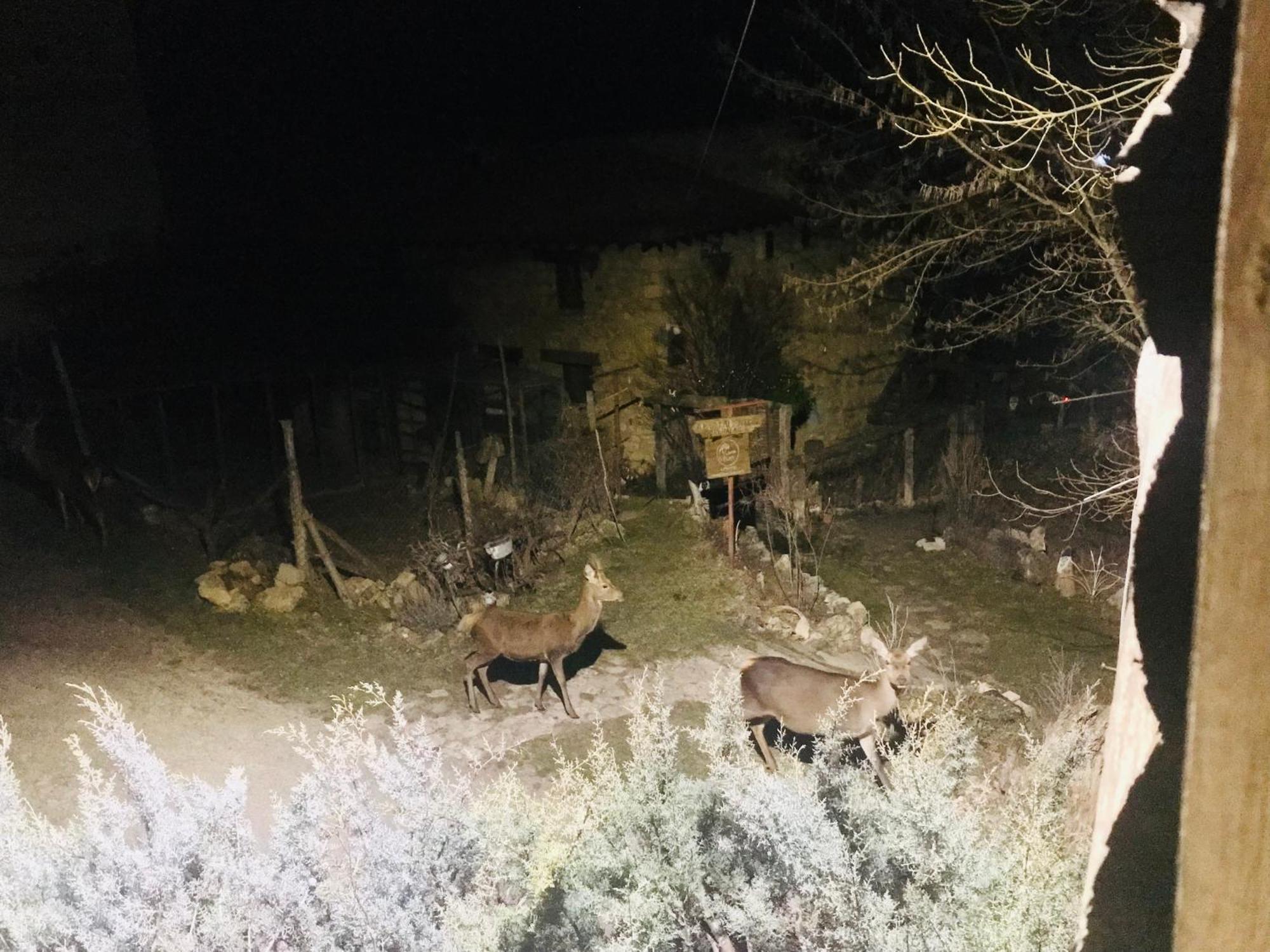 Casas Rurales Chon Alto Tajo Peralejos de las Truchas Luaran gambar